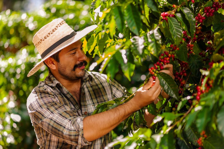 Visit a coffee farm
